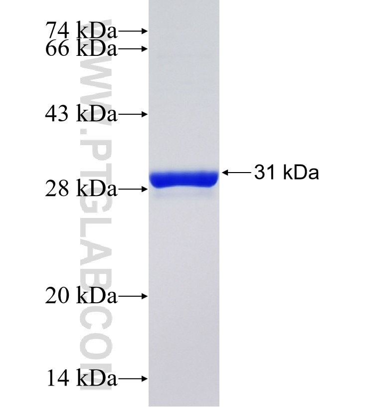 BCL2A1 fusion protein Ag26466 SDS-PAGE