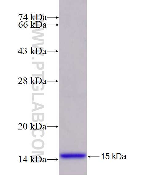 BCL2A1 fusion protein Ag26476 SDS-PAGE