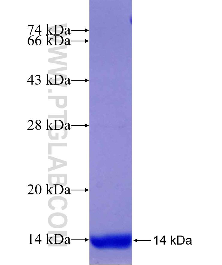BCL2A1 fusion protein Ag29915 SDS-PAGE