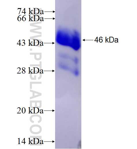 BCL2A1 fusion protein Ag2844 SDS-PAGE