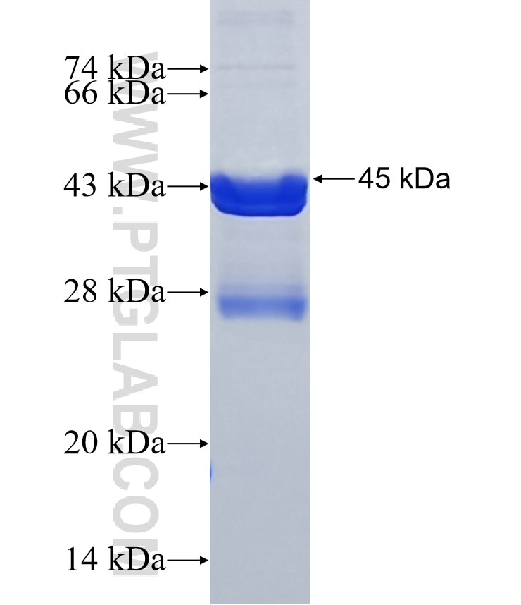 BCL2A1 fusion protein Ag2844 SDS-PAGE