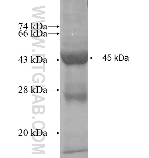 BCL2L10 fusion protein Ag12596 SDS-PAGE
