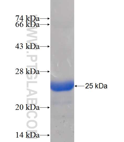 BCL2L10 fusion protein Ag12741 SDS-PAGE