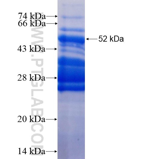 BIM, BCL2L11 fusion protein Ag11721 SDS-PAGE