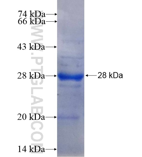 BIM, BCL2L11 fusion protein Ag11875 SDS-PAGE