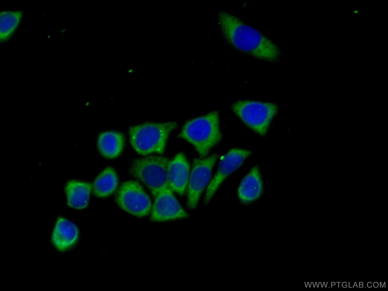 Immunofluorescence (IF) / fluorescent staining of PC-3 cells using BCL2L12 Polyclonal antibody (21969-1-AP)