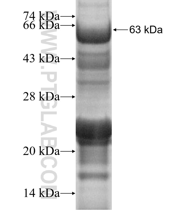 BCL2L12 fusion protein Ag16856 SDS-PAGE