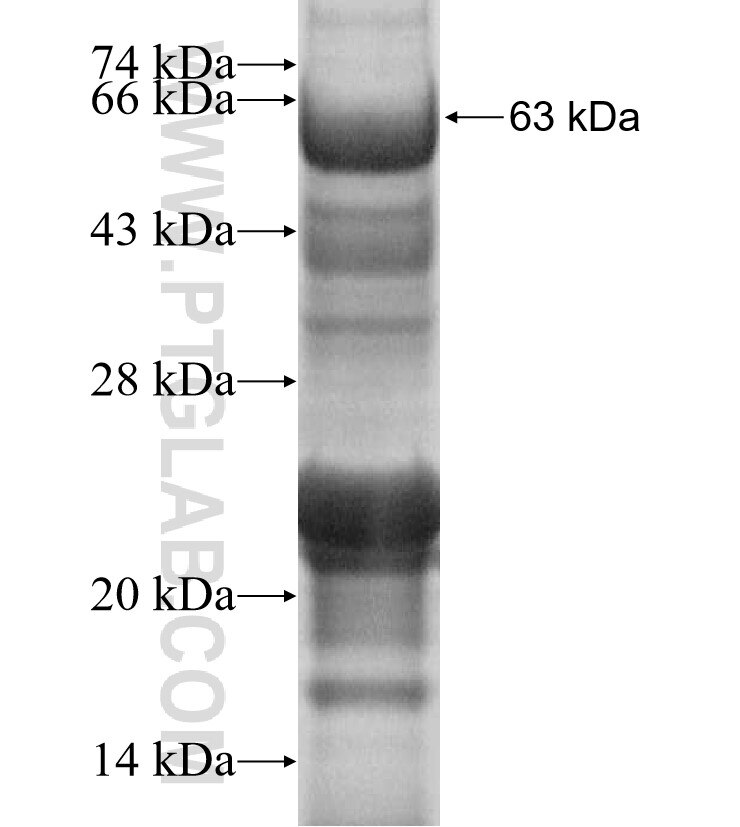 BCL2L12 fusion protein Ag16856 SDS-PAGE