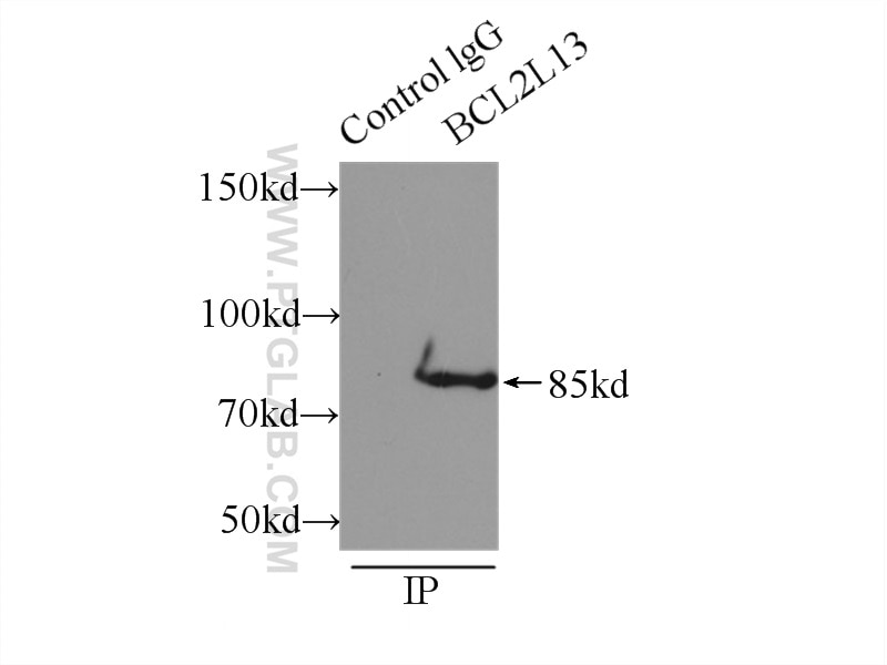 Immunoprecipitation (IP) experiment of mouse heart tissue using BCL2L13 Polyclonal antibody (16612-1-AP)