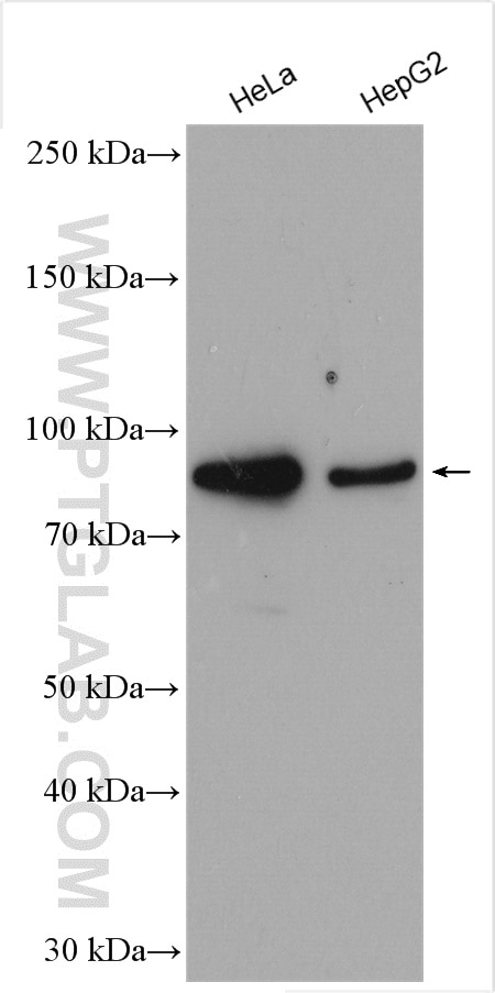 Western Blot (WB) analysis of various lysates using BCL2L13 Polyclonal antibody (16612-1-AP)