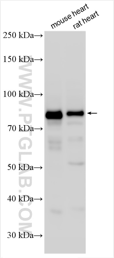 Western Blot (WB) analysis of various lysates using BCL2L13 Polyclonal antibody (16612-1-AP)