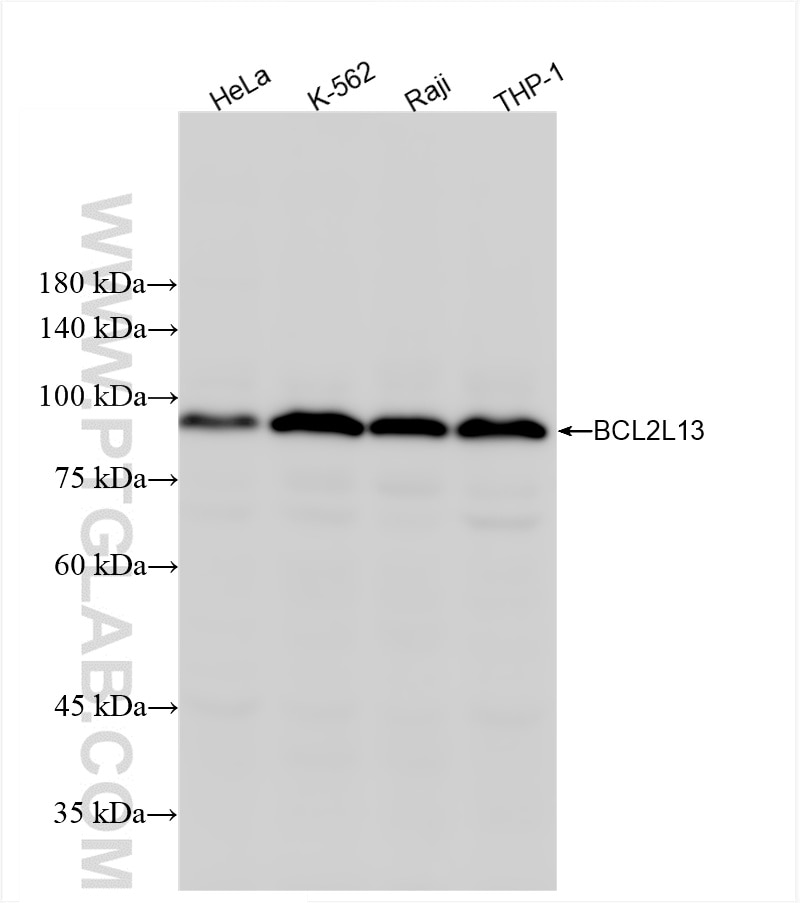 Western Blot (WB) analysis of various lysates using BCL2L13 Recombinant antibody (86183-1-RR)