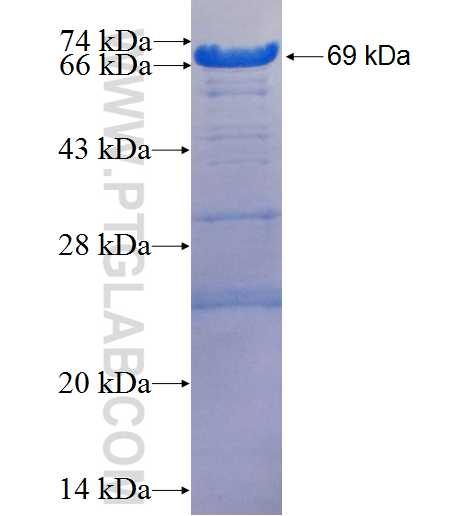 BCL2L13 fusion protein Ag9841 SDS-PAGE