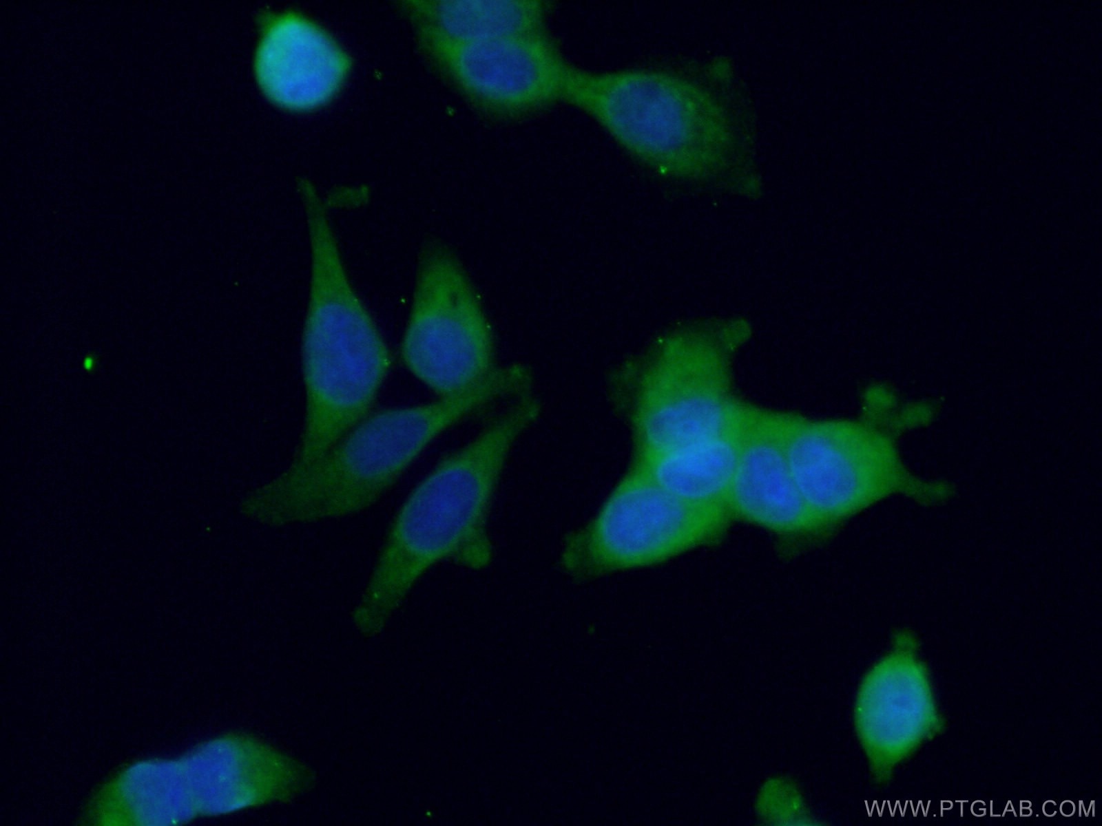 Immunofluorescence (IF) / fluorescent staining of MCF-7 cells using BCL2L14 Polyclonal antibody (12846-1-AP)
