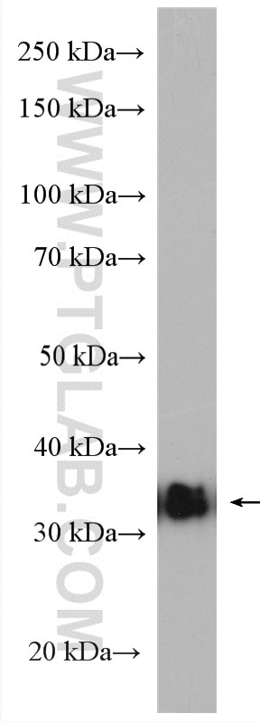 Western Blot (WB) analysis of A549 cells using BCL2L14 Polyclonal antibody (12846-1-AP)
