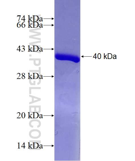 BCL2L14 fusion protein Ag3926 SDS-PAGE