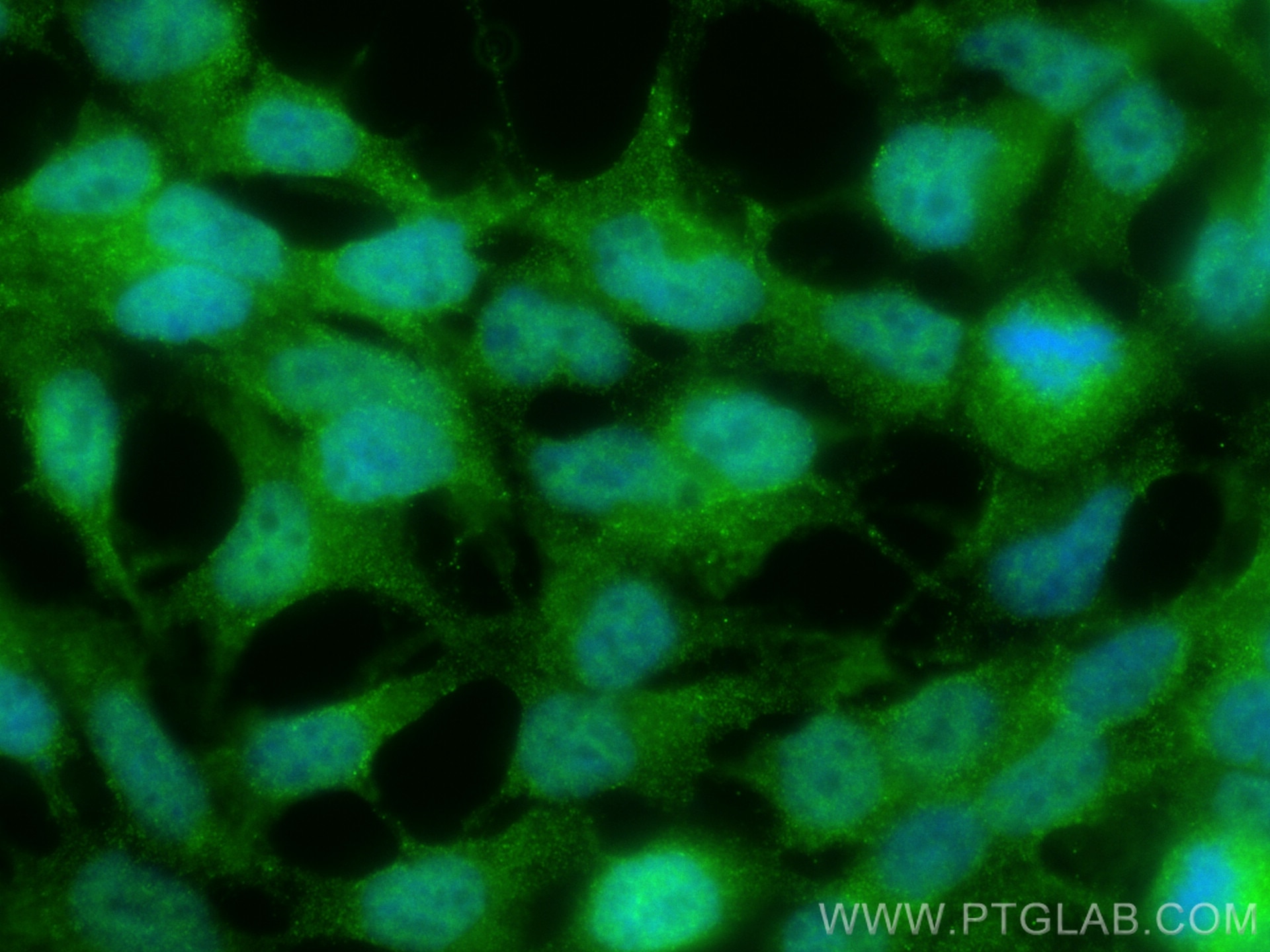Immunofluorescence (IF) / fluorescent staining of HEK-293 cells using BCL2L15 Polyclonal antibody (23975-1-AP)