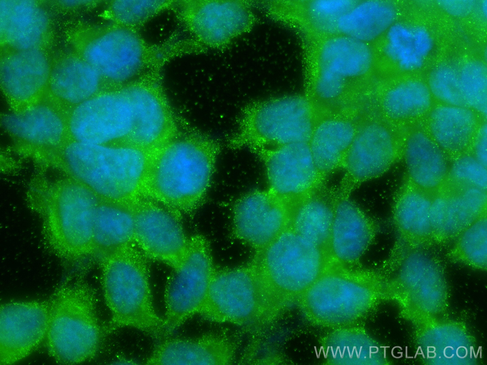 Immunofluorescence (IF) / fluorescent staining of HEK-293 cells using BCL2L15 Polyclonal antibody (23975-1-AP)