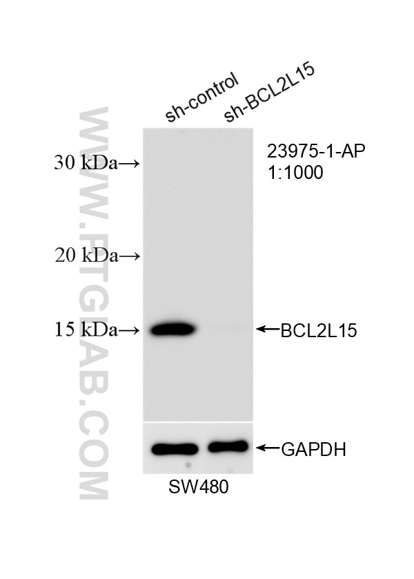 WB analysis of SW480 using 23975-1-AP (same clone as 23975-1-PBS) Western Blot (WB) analysis of SW480 cells using BCL2L15 Polyclonal antibody (23975-1-AP)