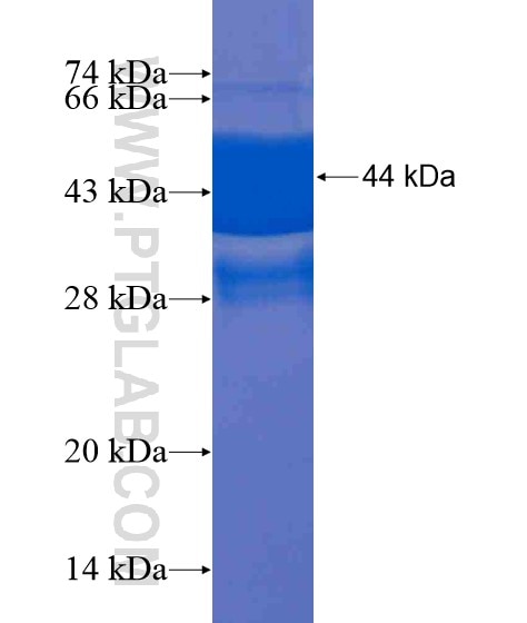 BCL2L15 fusion protein Ag21155 SDS-PAGE