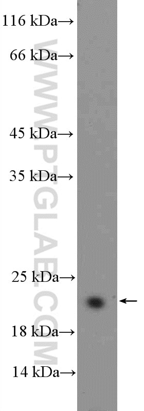 Western Blot (WB) analysis of HL-60 cells using BCL2L2 Polyclonal antibody (16026-1-AP)