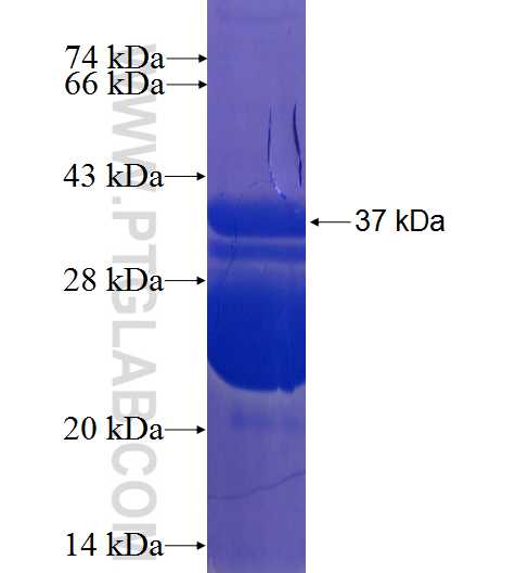 BCL2L2 fusion protein Ag23125 SDS-PAGE