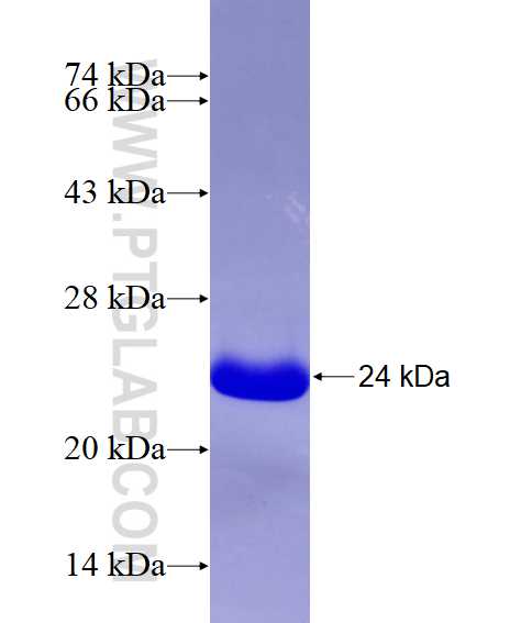 BCL2L2 fusion protein Ag8853 SDS-PAGE