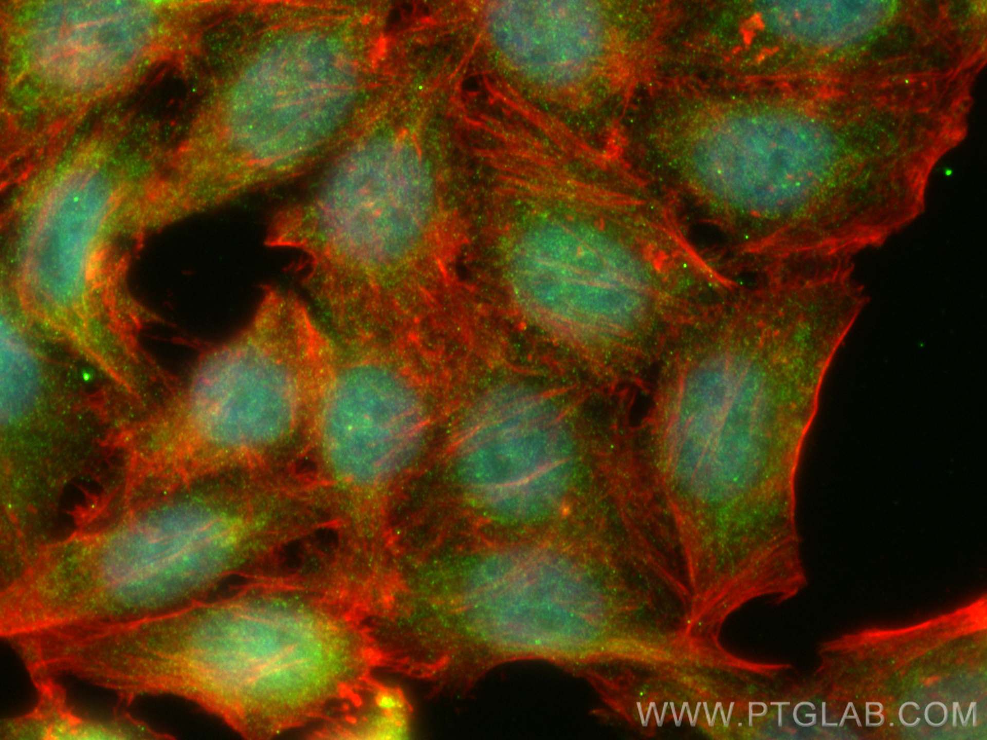 Immunofluorescence (IF) / fluorescent staining of HepG2 cells using BCL3 Polyclonal antibody (23959-1-AP)