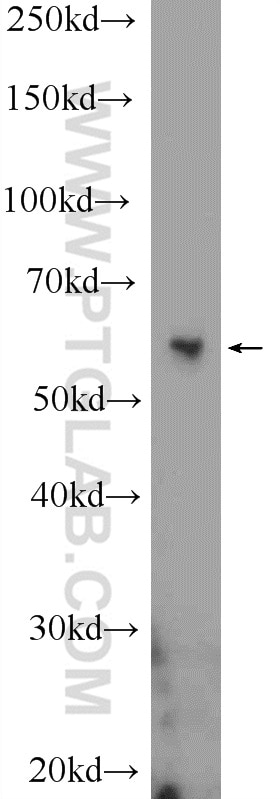 WB analysis of HEK-293 using 23959-1-AP