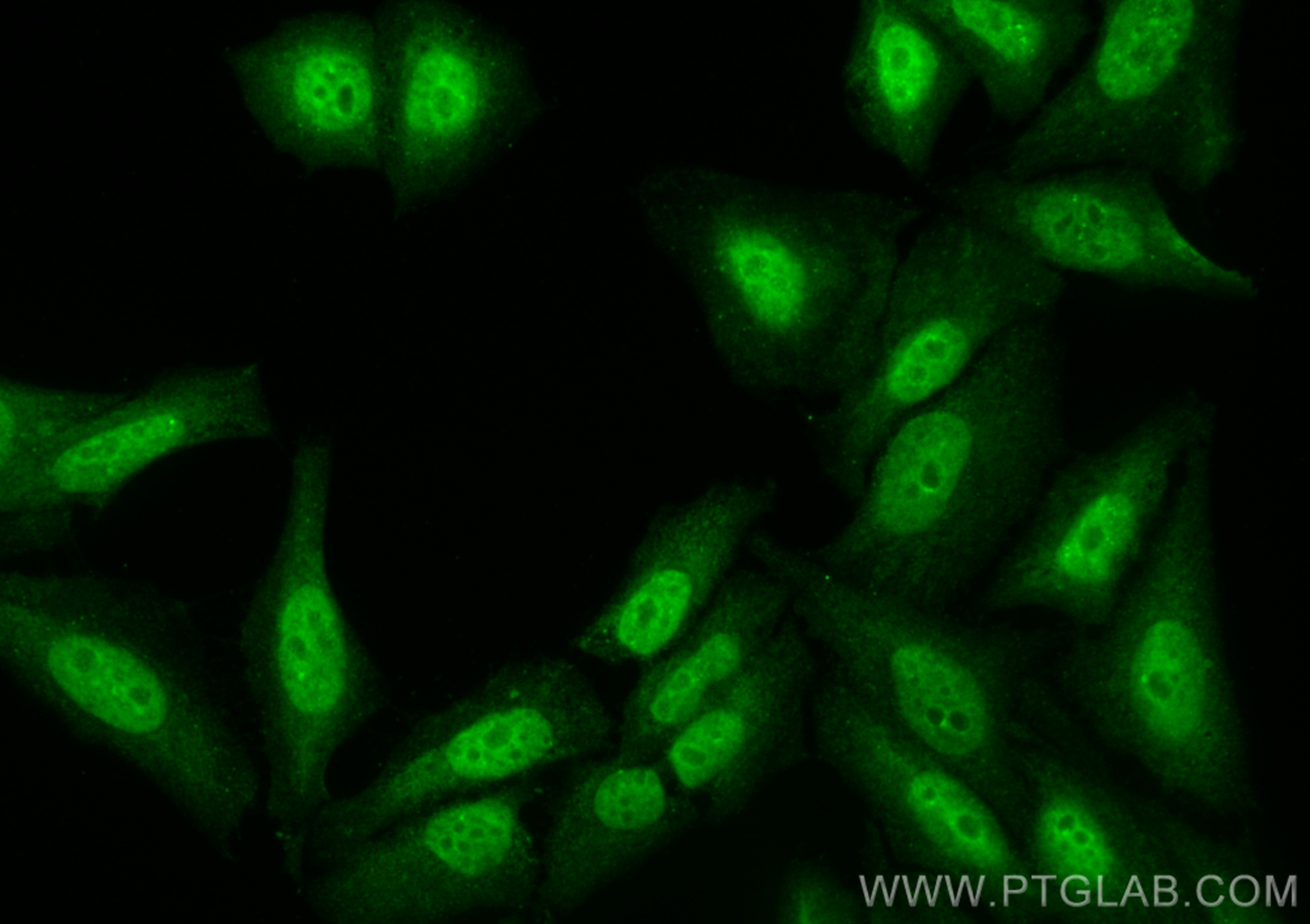 Immunofluorescence (IF) / fluorescent staining of HepG2 cells using CoraLite® Plus 488-conjugated BCL3 Polyclonal anti (CL488-23959)