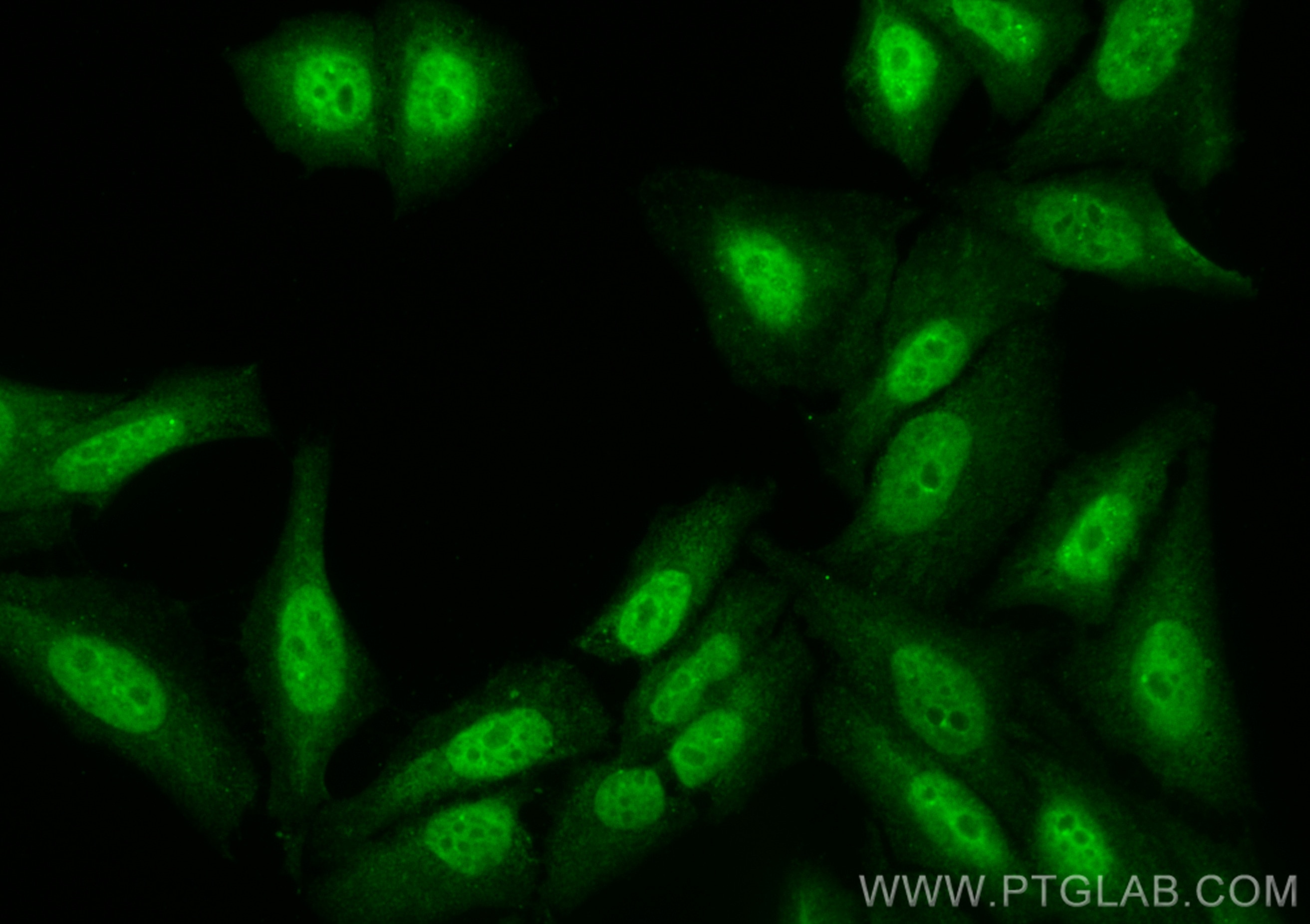 IF Staining of HepG2 using CL488-23959