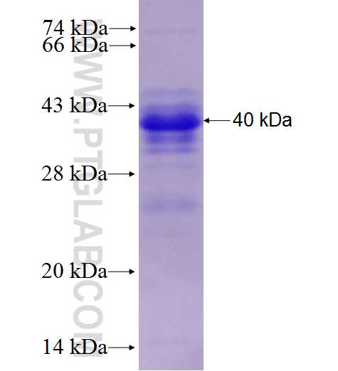 BCL3 fusion protein Ag27933 SDS-PAGE