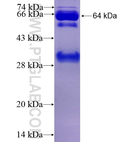 BCL3 fusion protein Ag13375 SDS-PAGE
