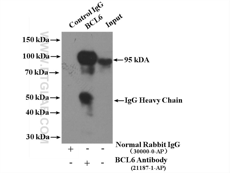 Immunoprecipitation (IP) experiment of Raji cells using BCL6 Polyclonal antibody (21187-1-AP)