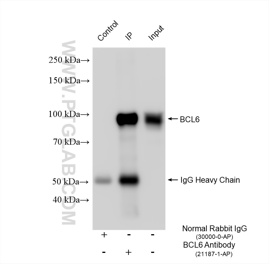 Immunoprecipitation (IP) experiment of Ramos cells using BCL6 Polyclonal antibody (21187-1-AP)