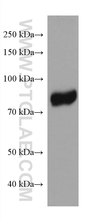 Western Blot (WB) analysis of Daudi cells using BCL6 Monoclonal antibody (66340-1-Ig)