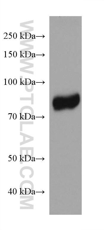 WB analysis of Daudi using 66340-1-Ig