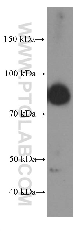 Western Blot (WB) analysis of Ramos cells using BCL6 Monoclonal antibody (66340-1-Ig)