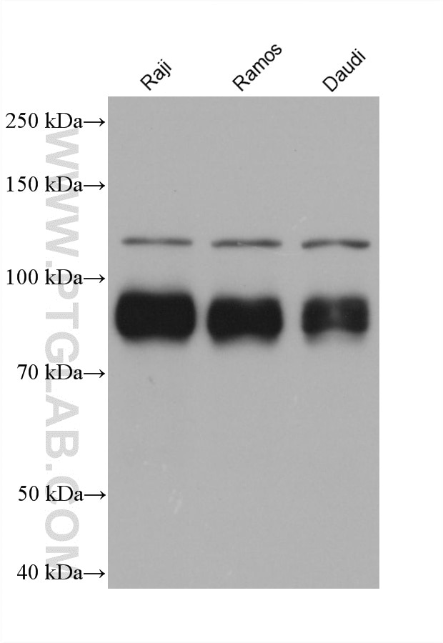 WB analysis using 66340-1-Ig (same clone as 66340-1-PBS) Western Blot (WB) analysis of various lysates using BCL6 Monoclonal antibody (66340-1-Ig)