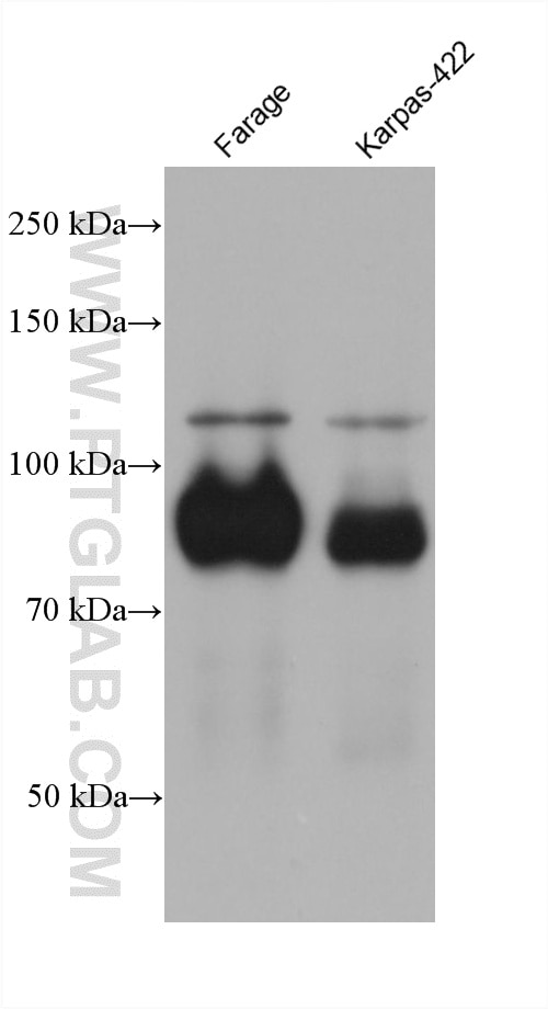 WB analysis using 66340-1-Ig (same clone as 66340-1-PBS) Western Blot (WB) analysis of various lysates using BCL6 Monoclonal antibody (66340-1-Ig)