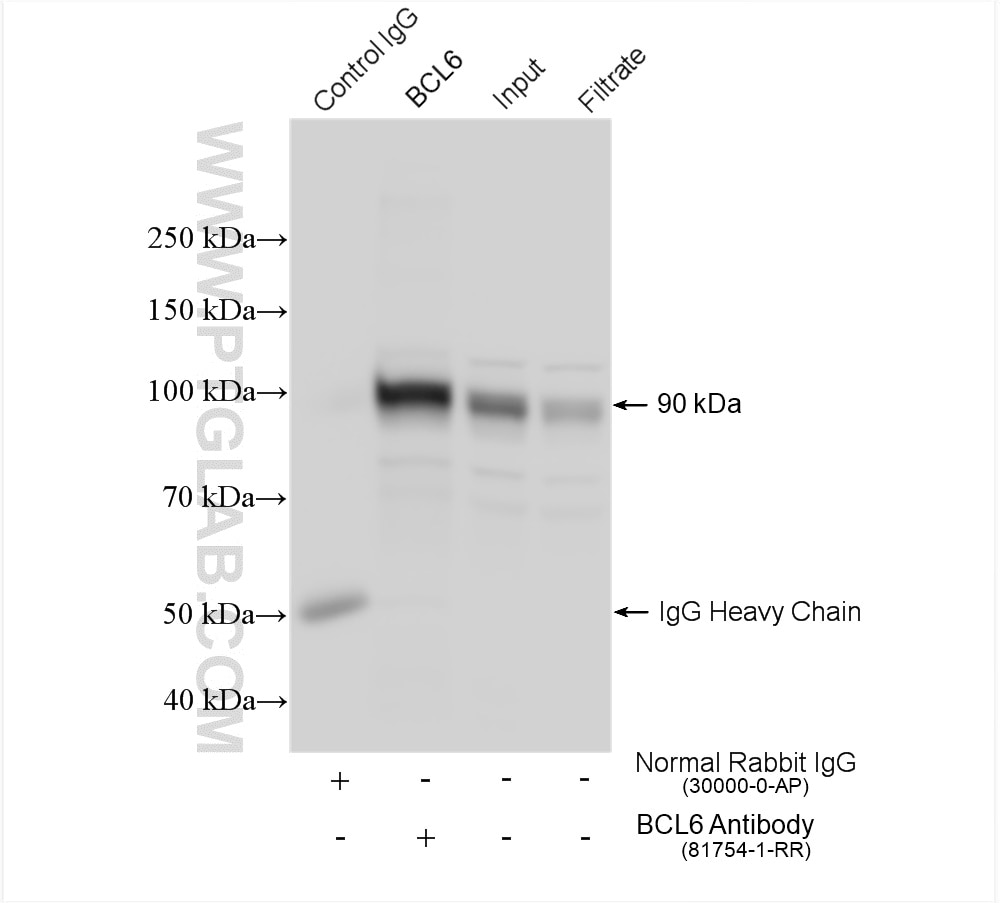 Immunoprecipitation (IP) experiment of Ramos cells using BCL6 Recombinant antibody (81754-1-RR)
