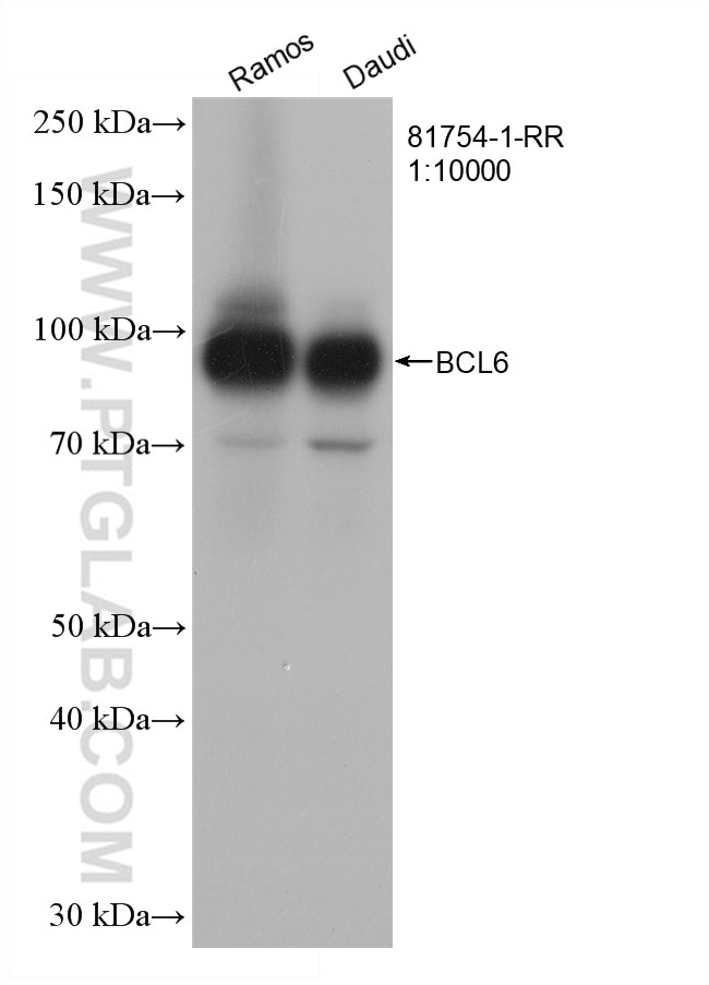 Western Blot (WB) analysis of various lysates using BCL6 Recombinant antibody (81754-1-RR)