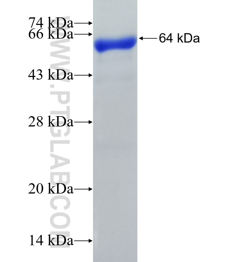 BCL6 fusion protein Ag25430 SDS-PAGE