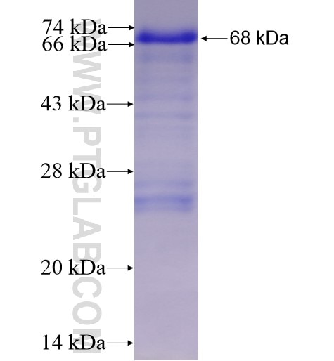 BCL6 fusion protein Ag15519 SDS-PAGE