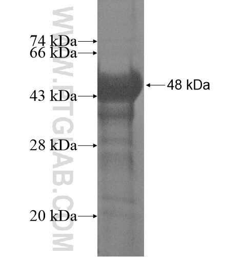 BCL6 fusion protein Ag15675 SDS-PAGE