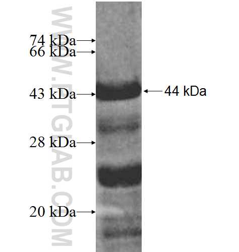 BCL6B fusion protein Ag5408 SDS-PAGE