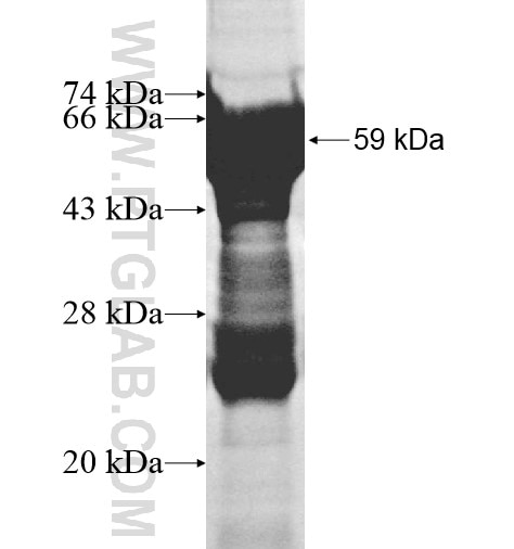BCL7A fusion protein Ag12991 SDS-PAGE