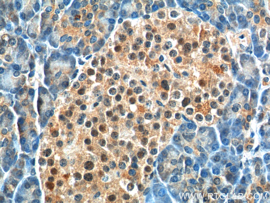 Immunohistochemistry (IHC) staining of human pancreas tissue using BCL7B Polyclonal antibody (11740-1-AP)