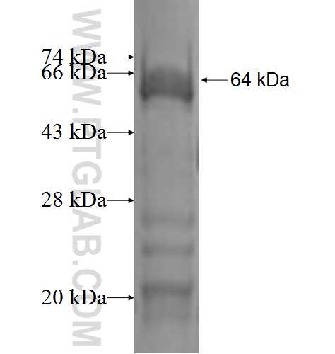 BCL7B fusion protein Ag2333 SDS-PAGE