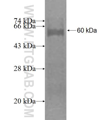 BCL7B fusion protein Ag2347 SDS-PAGE